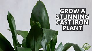 Cast Iron Plant Care And Problem Solving  The Perfect Low Light Houseplant [upl. by Soelch]