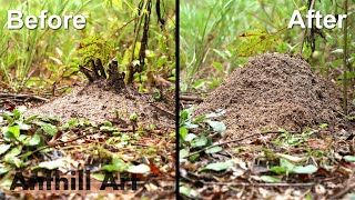 Timelapse Fire Ant Colony Rebuilding After a Storm [upl. by Wendin]