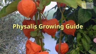 Physalis Growing Guide Chinese lanterns by GardenersHQ [upl. by Amoeji]