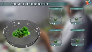 Tissue Culture [upl. by Adnilreb]