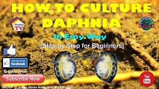 HOW TO CULTURE DAPHNIA In Easy Way [upl. by Llerut955]