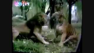 Male Siberian Tiger vs Asiatic Lion [upl. by Einafets]