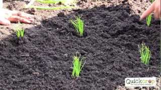 How To Grow Spring Onions  A Handy Step by Step Guide [upl. by Irelav560]