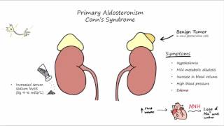 Aldosterone Mechanism of Action [upl. by Pascasia]