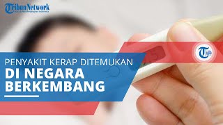 Demam Tifoid TifusTipes Penyakit yang Terjadi akibat Infeksi Bakteri Salmonella Typhi [upl. by Selfridge906]