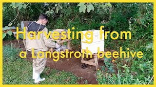 Harvesting from a Langstroth beehive [upl. by Kanter]