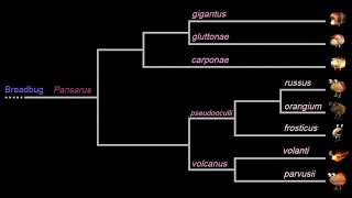 Taxonomy in Pikmin [upl. by Avlis]