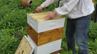 Beekeeping What to do with extracted honey frames [upl. by Enidaj]