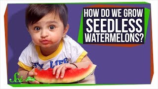 How Do Seedless Watermelons Reproduce [upl. by Eberhart]