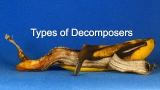 Types of Decomposers [upl. by Amahs953]