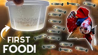 How to Breed Bettas Hatching the Eggs Part 2 [upl. by Chariot]