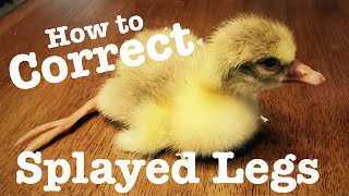 How to Correct Splayed Legs on a Gosling [upl. by Adnik]