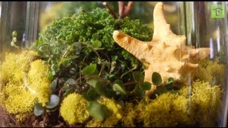 How to Make Your First Terrarium The Basics [upl. by Aubyn]