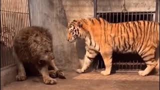 Siberian Tiger and African Lion [upl. by Morez733]